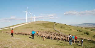 Trashumancia por Tierras Altas de Soria