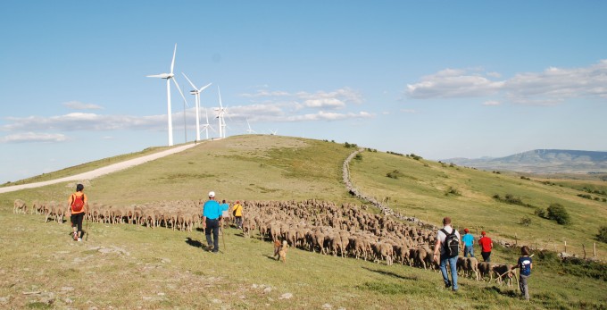 Trashumancia por Tierras Altas de Soria